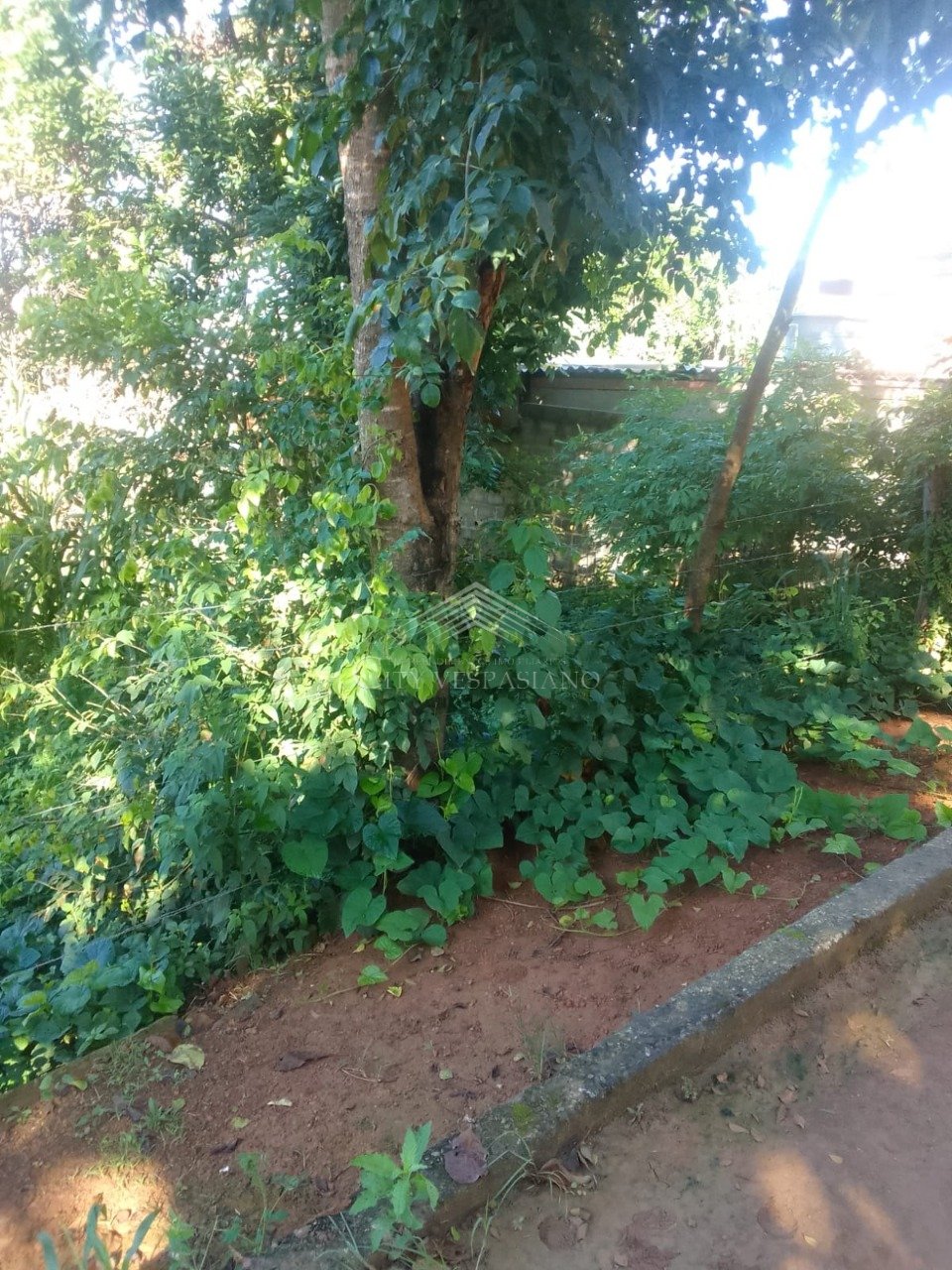 Terreno - Vale Formoso, Vespasiano - código 1005 - foto 3